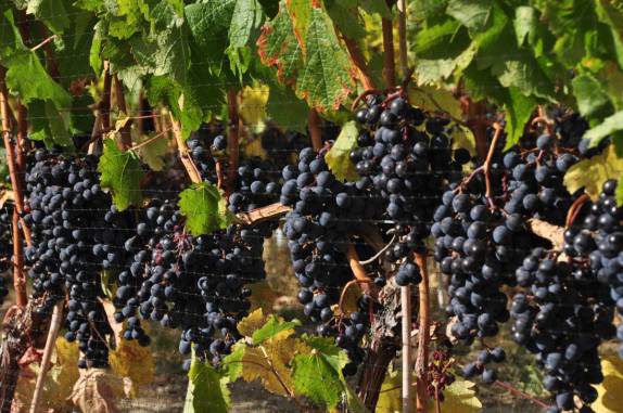 Os parreirais estão carregados nessa época do ano no Okanagan Valley, no  sul da British Columbia, no Canadá